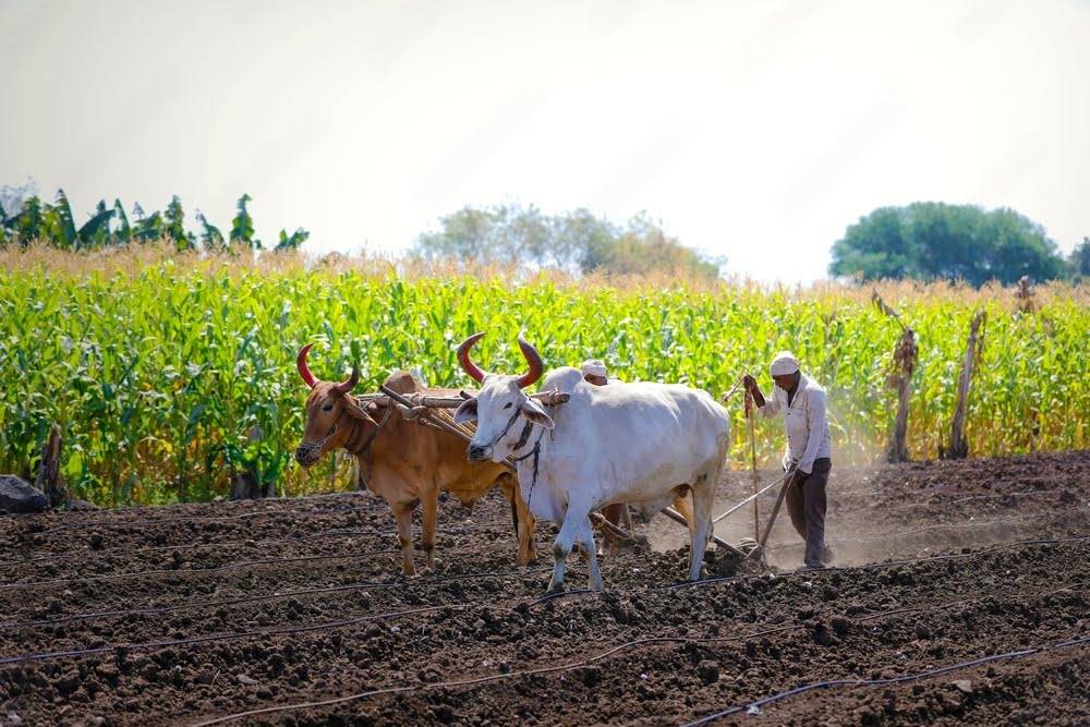 Importance of Agriculture in India